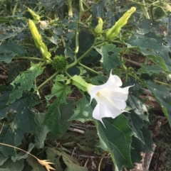 Datura stramonium (Common Thornapple) at Molonglo River Reserve - 22 Mar 2019 by JaneR