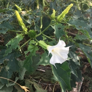 Datura stramonium at Molonglo River Reserve - 22 Mar 2019