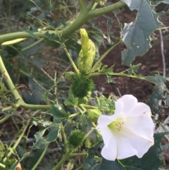 Datura stramonium at Molonglo River Reserve - 22 Mar 2019