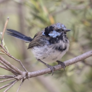 Malurus cyaneus at Belconnen, ACT - 12 Mar 2019 02:37 PM