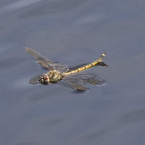 Hemicordulia tau at Belconnen, ACT - 12 Mar 2019 03:11 PM