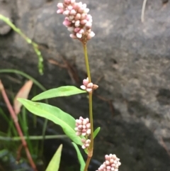 Persicaria lapathifolia (Pale Knotweed) at Molonglo River Reserve - 22 Mar 2019 by JaneR