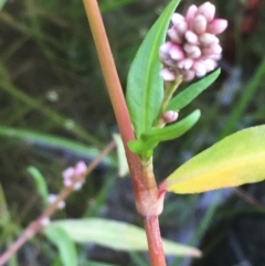 Persicaria lapathifolia at Molonglo River Reserve - 22 Mar 2019 06:03 PM