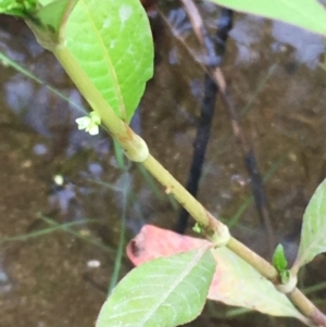 Persicaria lapathifolia at Molonglo River Reserve - 22 Mar 2019 06:03 PM