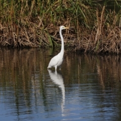 Ardea alba (Great Egret) at Belconnen, ACT - 12 Mar 2019 by AlisonMilton