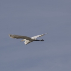 Ardea alba at Belconnen, ACT - 12 Mar 2019