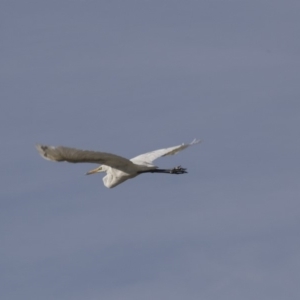 Ardea alba at Belconnen, ACT - 12 Mar 2019