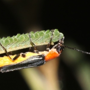 Chauliognathus tricolor at Majura, ACT - 6 Mar 2019