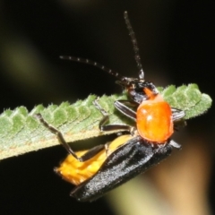 Chauliognathus tricolor at Majura, ACT - 6 Mar 2019