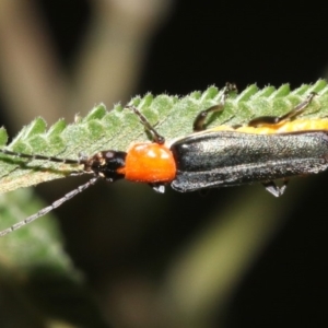 Chauliognathus tricolor at Majura, ACT - 6 Mar 2019