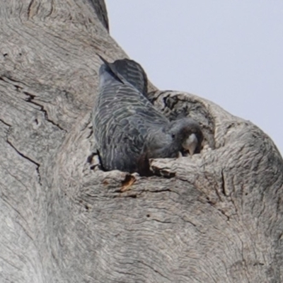 Callocephalon fimbriatum (Gang-gang Cockatoo) at Hughes, ACT - 21 Mar 2019 by JackyF