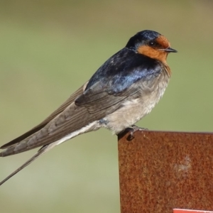 Hirundo neoxena at Rendezvous Creek, ACT - 1 Nov 2018 08:22 AM