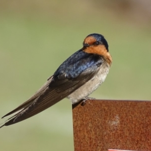 Hirundo neoxena at Rendezvous Creek, ACT - 1 Nov 2018 08:22 AM