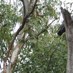 Callocephalon fimbriatum (Gang-gang Cockatoo) at Deakin, ACT - 21 Mar 2019 by JackyF