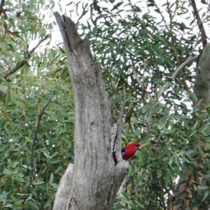 Callocephalon fimbriatum at Deakin, ACT - 22 Mar 2019