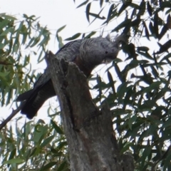 Callocephalon fimbriatum at Deakin, ACT - 22 Mar 2019