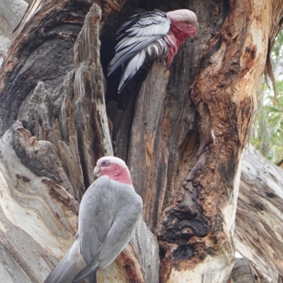 Eolophus roseicapilla (Galah) at Hughes, ACT - 22 Mar 2019 by JackyF