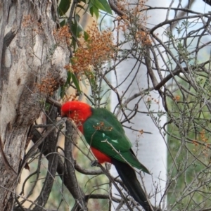 Alisterus scapularis at Deakin, ACT - 22 Mar 2019