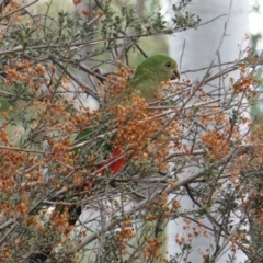 Alisterus scapularis at Deakin, ACT - 22 Mar 2019