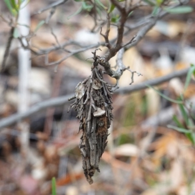 Hyalarcta huebneri (Leafy Case Moth) at Deakin, ACT - 22 Mar 2019 by JackyF