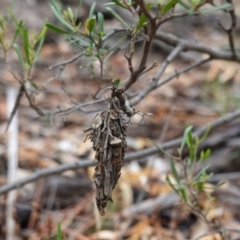 Hyalarcta huebneri at Deakin, ACT - 22 Mar 2019