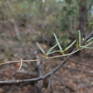 Glycine clandestina at Deakin, ACT - 22 Mar 2019