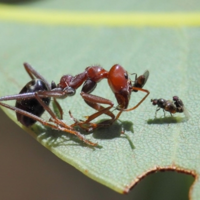 Milichiidae (family) (Freeloader fly) at Hackett, ACT - 20 Mar 2019 by TimL