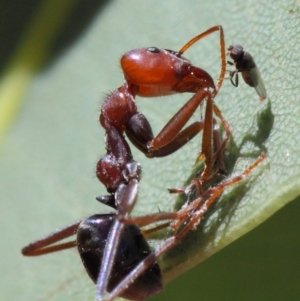 Milichiidae (family) at Hackett, ACT - 20 Mar 2019 01:54 PM