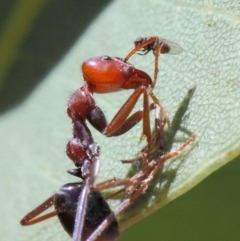 Milichiidae (family) at Hackett, ACT - 20 Mar 2019 01:54 PM