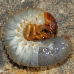 Scarabaeidae (family) (Scarab beetle, curl grub) at Acton, ACT - 20 Mar 2019 by TimL