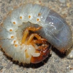 Scarabaeidae (family) at Acton, ACT - 20 Mar 2019 02:42 PM