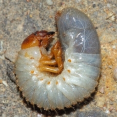 Scarabaeidae (family) at Acton, ACT - 20 Mar 2019 02:42 PM