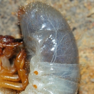 Scarabaeidae (family) at Acton, ACT - 20 Mar 2019 02:42 PM