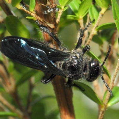 Austroscolia soror (Blue Flower Wasp) at Acton, ACT - 20 Mar 2019 by TimL