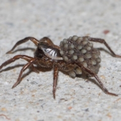 Lycosidae (family) (Wolf spider) at Evatt, ACT - 19 Mar 2019 by TimL