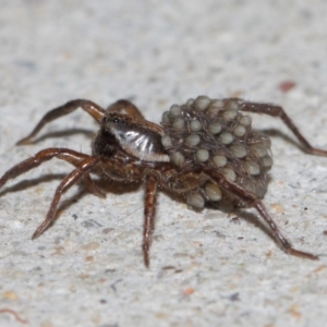 Lycosidae (family) at Evatt, ACT - 19 Mar 2019 06:15 PM