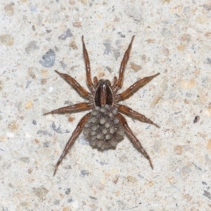 Lycosidae (family) at Evatt, ACT - 19 Mar 2019 06:15 PM