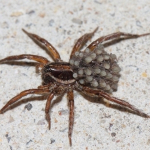 Lycosidae (family) at Evatt, ACT - 19 Mar 2019 06:15 PM