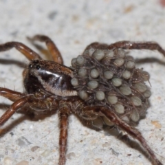 Lycosidae (family) at Evatt, ACT - 19 Mar 2019 06:15 PM