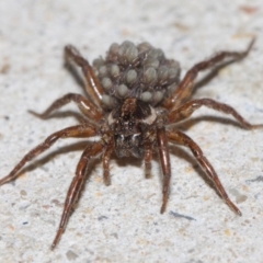 Lycosidae (family) at Evatt, ACT - 19 Mar 2019