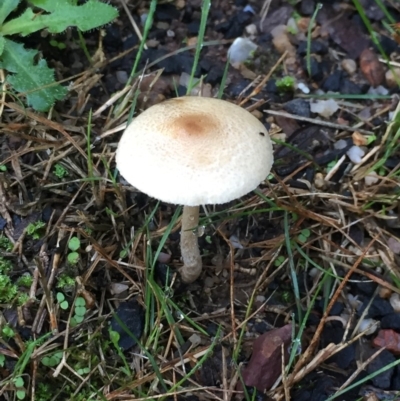 Unidentified Fungus, Moss, Liverwort, etc at Berrambool, NSW - 22 Mar 2019 by hynesker1234