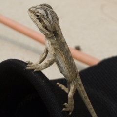 Pogona barbata at Illilanga & Baroona - suppressed