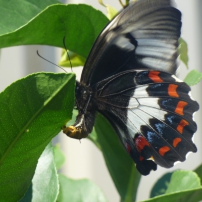 Papilio aegeus (Orchard Swallowtail, Large Citrus Butterfly) at Bermagui, NSW - 22 Mar 2019 by JackieLambert