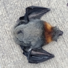 Pteropus poliocephalus (Grey-headed Flying-fox) at Bywong, NSW - 21 Mar 2019 by MPennay