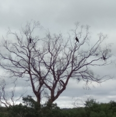 Aquila audax (Wedge-tailed Eagle) at Bywong, NSW - 22 Mar 2019 by MPennay