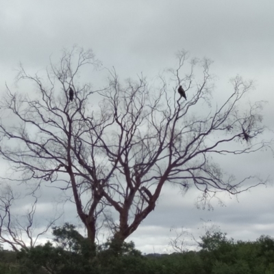 Aquila audax (Wedge-tailed Eagle) at Bywong, NSW - 22 Mar 2019 by MPennay