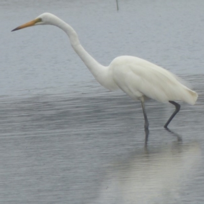 Ardea alba (Great Egret) at Bermagui, NSW - 5 Mar 2019 by Jackie Lambert