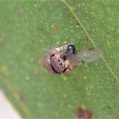 Simaethula sp. (genus) at Dunlop, ACT - 22 Mar 2019 03:52 PM