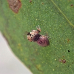 Simaethula sp. (genus) at Dunlop, ACT - 22 Mar 2019 03:52 PM