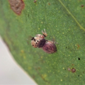 Simaethula sp. (genus) at Dunlop, ACT - 22 Mar 2019 03:52 PM